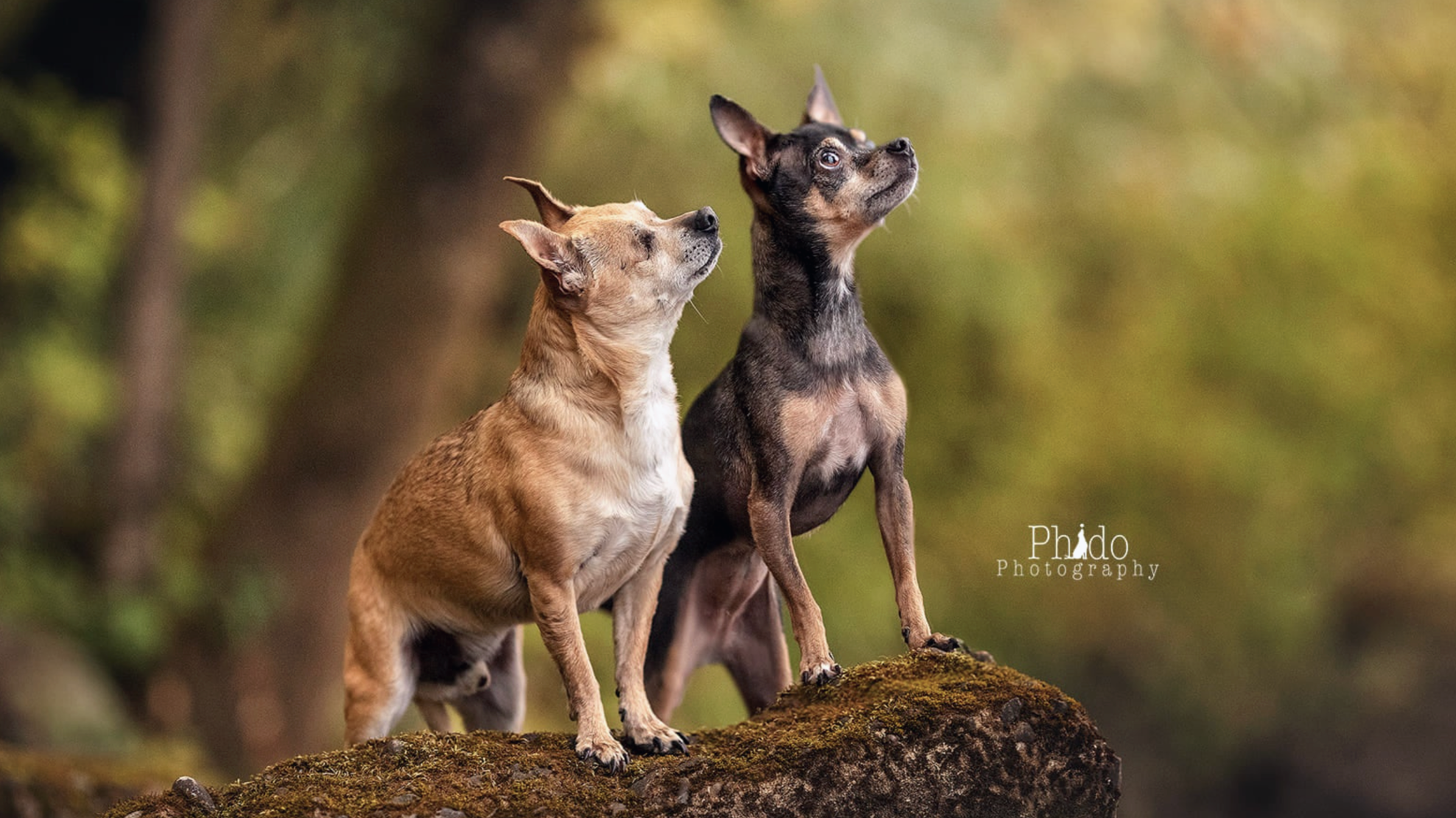 Karstan + Lucky + CeCe