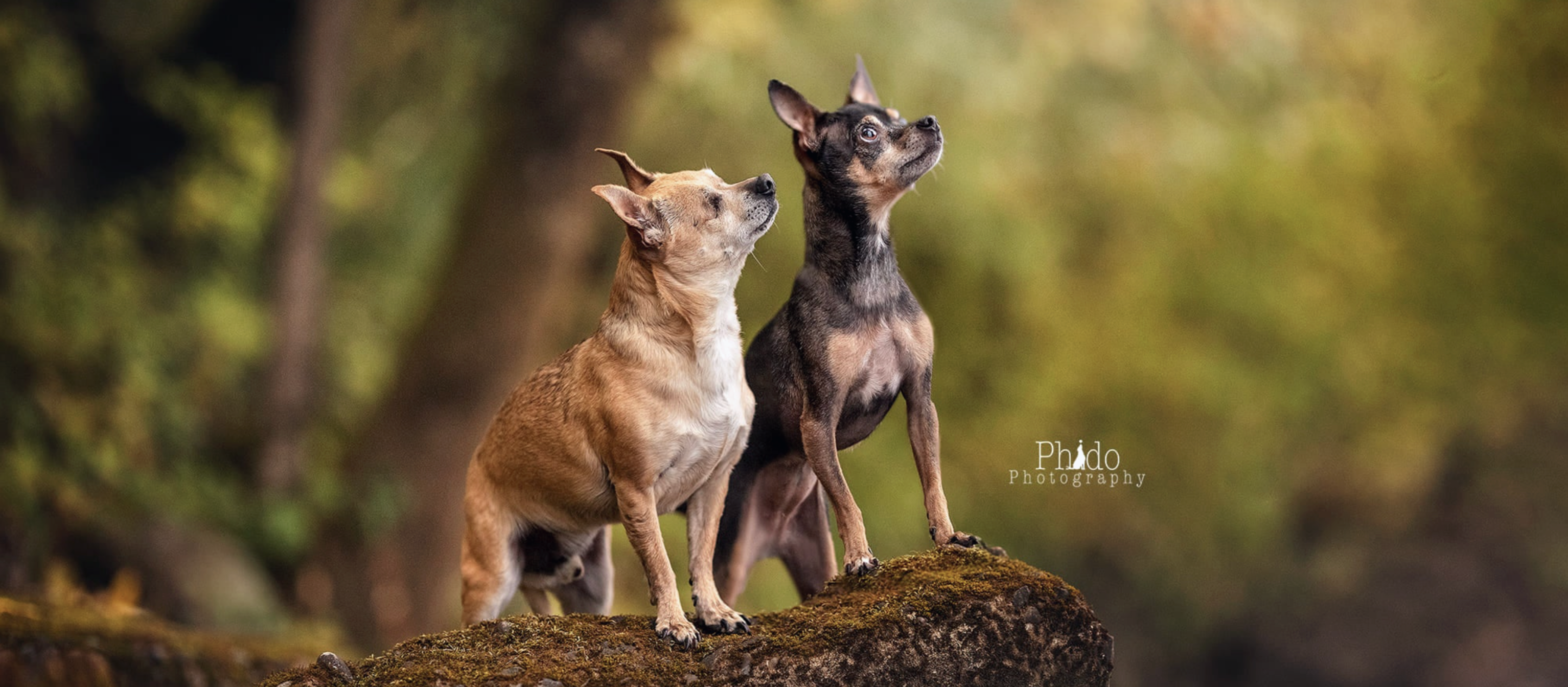 Karstan + Lucky + CeCe